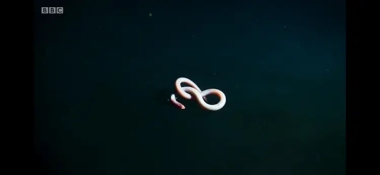 Cutthroat eel sp. ([genus Synaphobranchus]) as shown in Blue Planet II - The Deep
